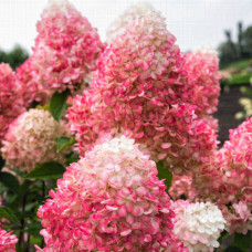 Гортензия Royal Flower 3 л Гортензия Royal Flower 3 л