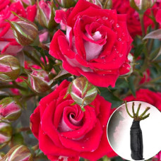 Роза Ruby Star (Руби Стар)
