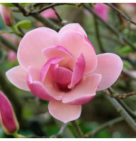 Магнолия 3-х летняя Rustica Rubra в горшке