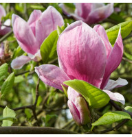 Магнолия 5-ти летняя Rustica Rubra в горшке