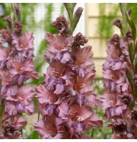 Гладиолус Rusty Chestnut