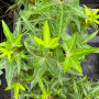 Плющ Sagittaefolia 0,5 л