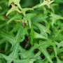 Плющ Sagittaefolia 0,5 л
