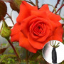 Троянда Salita