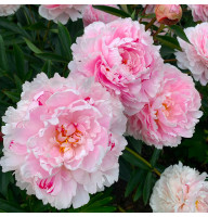 Пион Sarah Bernhardt 1/2 почки