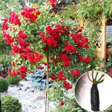 Роза штамбовая Scarlet Meillandecor (Скарлет Мейяндекор)