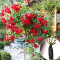 Роза штамбовая Scarlet Meillandecor (Скарлет Мейяндекор)