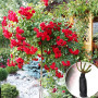 Роза штамбовая Scarlet Meillandecor (Скарлет Мейяндекор)