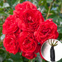 Роза штамбовая Scarlet Meillandecor (Скарлет Мейяндекор)
