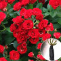 Роза штамбовая Scarlet Meillandecor (Скарлет Мейяндекор)