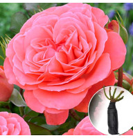 Троянда Schackenborg (Шакенборг)