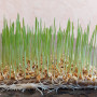 Пшеница семена микрозеленые 100 г