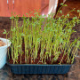 Чечевица зеленая семена микрозелени 100 г