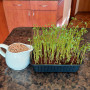 Сочевиця Зелена насіння мікрозелені 100 г