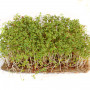 Кресс-салат семена микрозелени 20 г