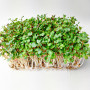 Редиска насіння мікрозелені 20 г