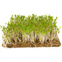 Салат насіння мікрозелені 10 г