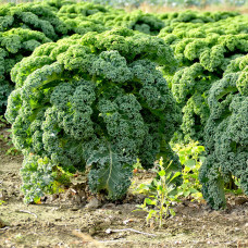 Капуста Кале