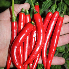 Перець гострий Козій Ріг (Цицак)