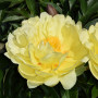 Пион Smith Family Yellow(Сміт Фемілі Єллоу)
