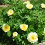 Пион Smith Family Yellow(Сміт Фемілі Єллоу)