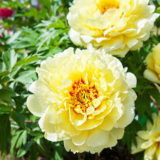 Півонія Smith Family Yellow(Сміт Фемілі Єллоу)
