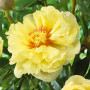 Пион Smith Family Yellow(Сміт Фемілі Єллоу)