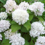 Гортензия широколистая Soeur Therese 5 л