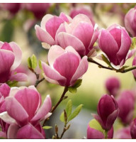 Магнолия привита 3-х летняя Soulangeana Cameo в горшке
