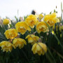 Нарцис Spring Paradijs