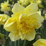 Нарцис Spring Paradijs
