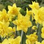 Нарцис Spring Paradijs