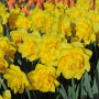 Нарцис Spring Paradijs