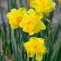 Нарцис Spring Paradijs