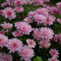 Хризантема Staviski Pink 0,5 л