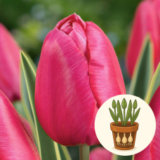 Тюльпани Swarovski в горшке 3 шт