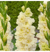 Гладіолус Sweet Crystal