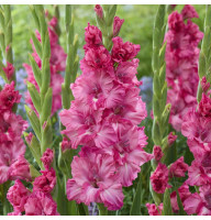 Гладиолус Sweet Love