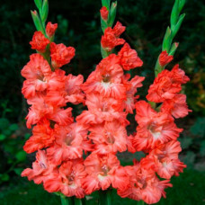 Гладіолус Teds Frizzle