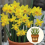 Нарцис Tete-a-Tete в горщику 3 шт