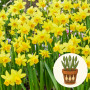 Нарцис Tete-a-Tete в горщику 3 шт