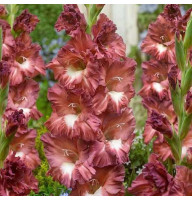 Гладиолус Tiramisu