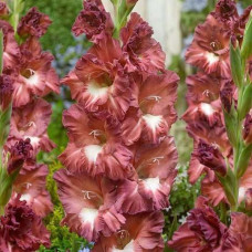 Гладіолус Tiramisu