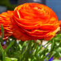 Лютик Ranunculus Tomer Orange (Лютик Ранункулюс Томер Оранж)