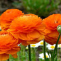 Лютик Ranunculus Tomer Orange (Лютик Ранункулюс Томер Оранж)