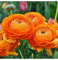 Лютик Ranunculus Tomer Orange
