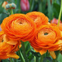 Лютик Ranunculus Tomer Orange (Лютик Ранункулюс Томер Оранж)