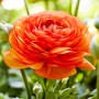 Лютик Ranunculus Tomer Orange (Лютик Ранункулюс Томер Оранж)