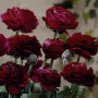 Лютик Ranunculus Tomer Purple (Томер Пурпл)