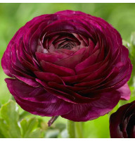 Лютик Ranunculus Tomer Purple